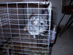 crack head rat!